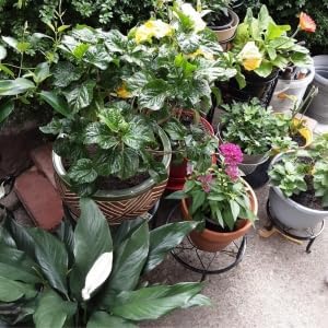 5 Pack Metal Plant Stand,Heavy Duty Plant Stands for Indoor and Outdoor