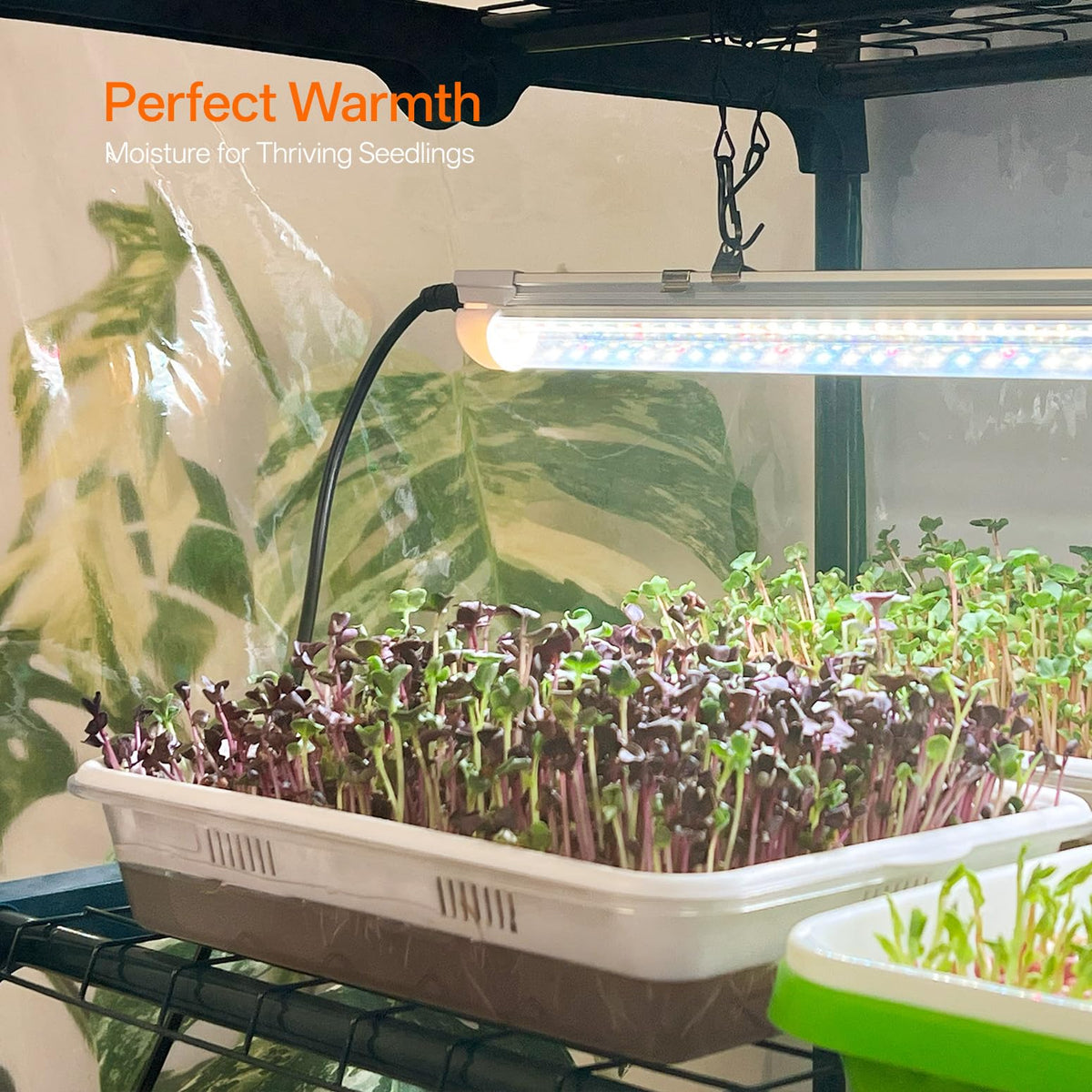 Bstrip Indoor Greenhouse with Grow Light, 5-Tier Large Greenhouse Cabinet